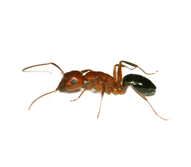 pest-ants