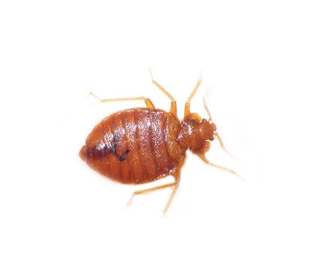 pest-bedbugs