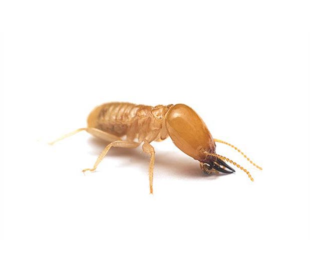 pest-termite